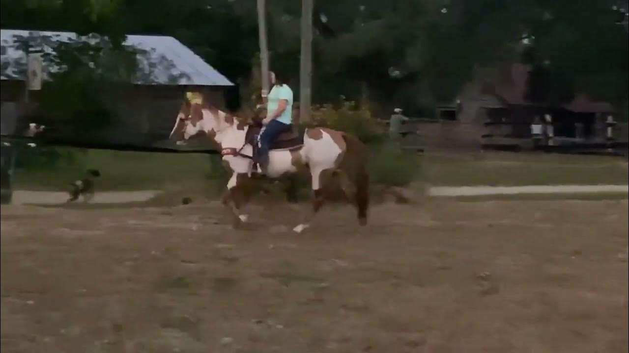 SELLS AT LUMBERTON HORSE AND TACK AUCTION HIP 11, NOVEMBER 7TH YouTube