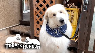 どこに行くんだろう...不思議に思ったアランです　Great Pyrenees　グレートピレニーズ