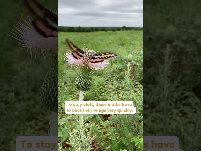 Watch White-lined Sphinx Moth on YouTube.