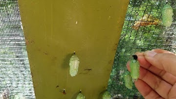 How to move a monarch chrysalis