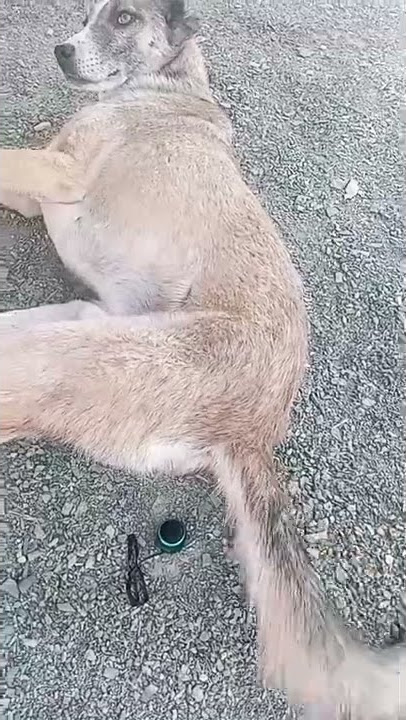 high quality farting sound