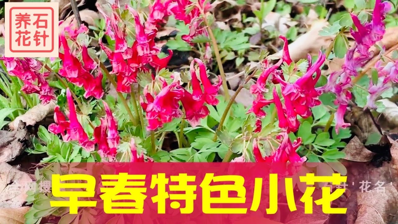 紫堇 早春不多见的漂亮庭院小花 Corydalis Youtube
