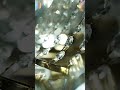 VORELLI® x Crystal