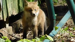 2021  New litter of baby foxes in the backyard