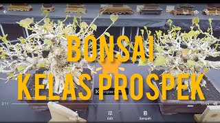 Bonsai Kelas Prospek | Pameran Bonsai Jogja 2025 #bonsai#bonsai #bonsaiindonesia #bonsaikimeng #art