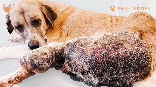 Dog With Unbelievable Huge Tumor Rescued by Viktor Larkhill Dog Rescue Passed Away Following Surgery