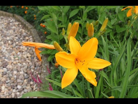 Vidéo: Hémérocalles En Aménagement Paysager (44 Photos): Plantation Dans Un Chalet D'été Avec Iris, Hôtes Et Autres Fleurs Dans Un Parterre De Fleurs Dans Le Jardin