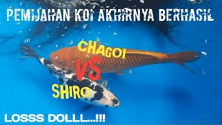 BERHASIL...!!! PEMIJAHAN CHAGOI VS SHIRO