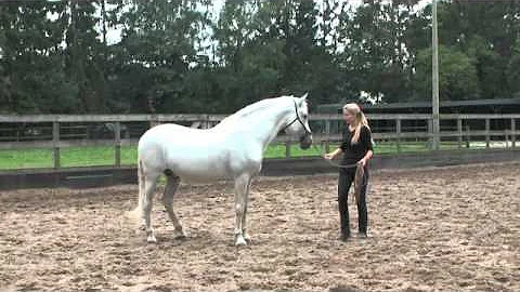 PRE Stallion Back on Track by Straightness Training