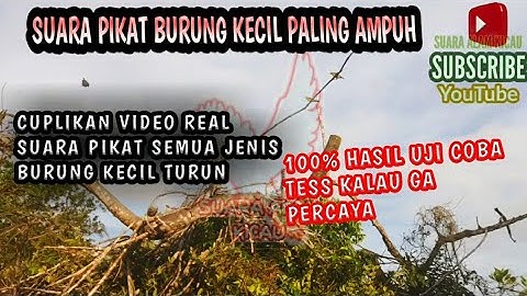 Suara pikat burung kecil paling ampuh || video real suara pikat semua jenis burung kecil turun