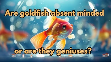 Do Goldfish Really Forget Everything in 3 Seconds?