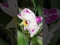 Чудо орхидеи!