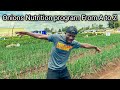 Onions farming nutrition fertilizer type and steps from planting to harvesting