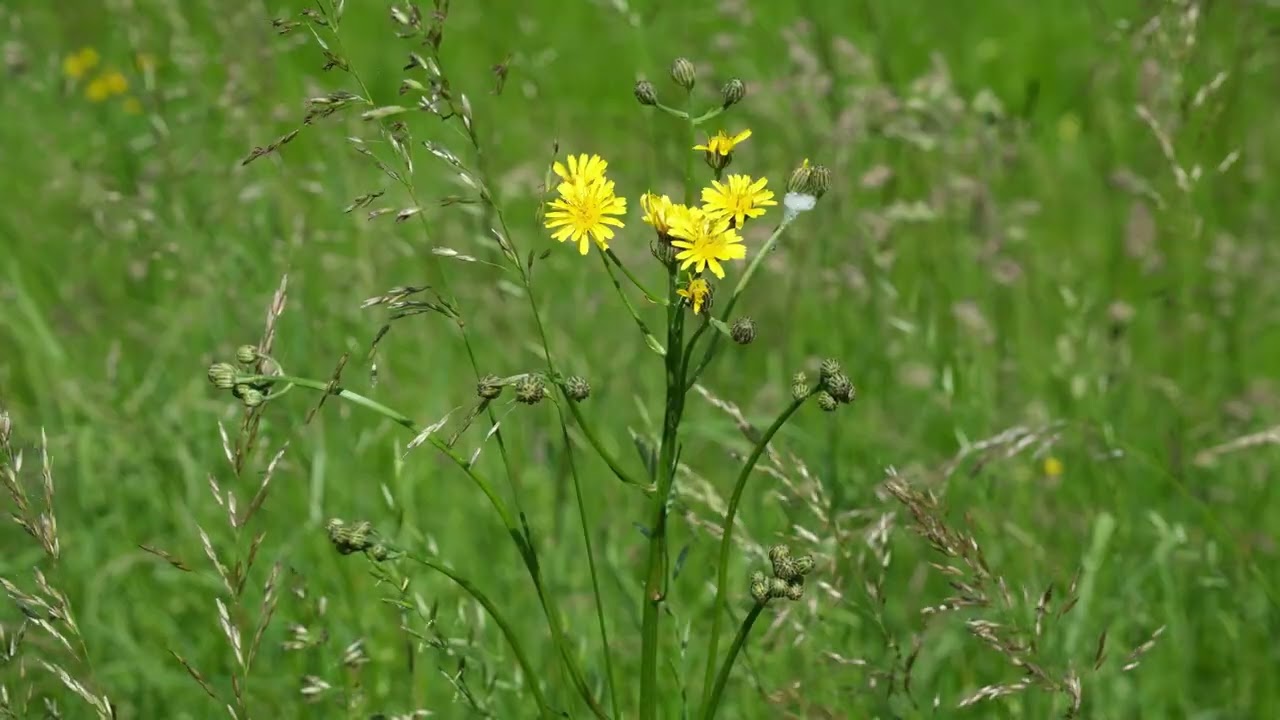 Gelbe hohe Wiesenblume, Wiesenbocksbart Tragopogon pratensis