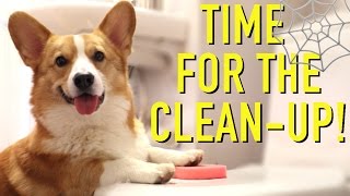 CLEAN-UP! - Topi the Corgi