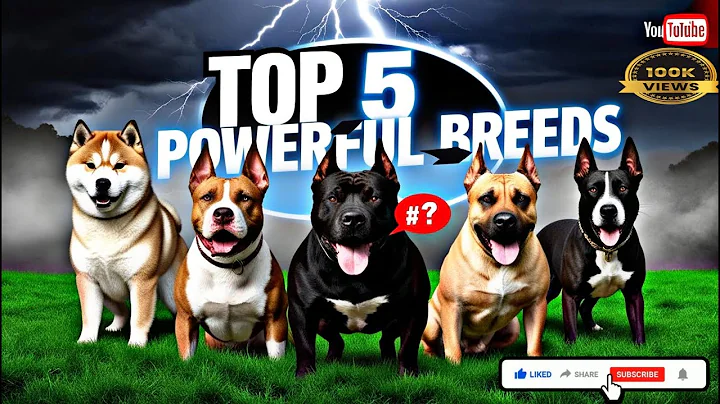 5 Most Aggressive Dog Breeds in the World#petzilla #pets #doglover