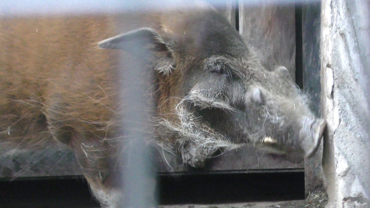 アカカワイノシシ (上野動物園) 2017年12月9日 | ZFC.jp
