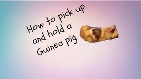 How to Properly pick up and hold a guinea pig l GuineaPigPalace