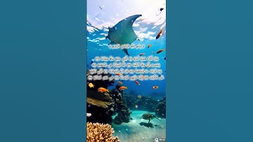 تلاوة خاشعة #سورة الهمزة #تملأ القلب بالسكينة 🌿✨#short#coran# #المصحف #اكسبلور