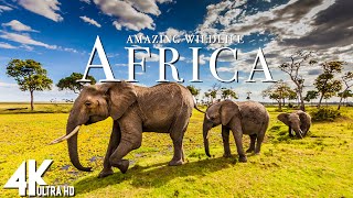 Amazing Wildlife Of Africa in 4k - Scenic Relaxation Film With Calming Music - 4K Video Ultra HD