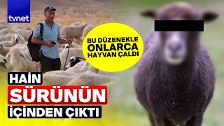 Hain hiç beklenmedik çıktı! Onlarca hayvanı hırsıza teslim etti!
