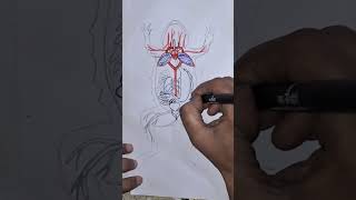 how to draw  anatomy of frog #ytshort #art #drawing