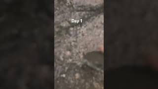 Day1 #memes #viral #roblox #audioediting #soundediting #lifeisbutadream #fyp #foryou #foryoupage
