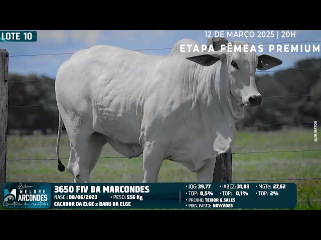 LOTE 10   MMAR 3650