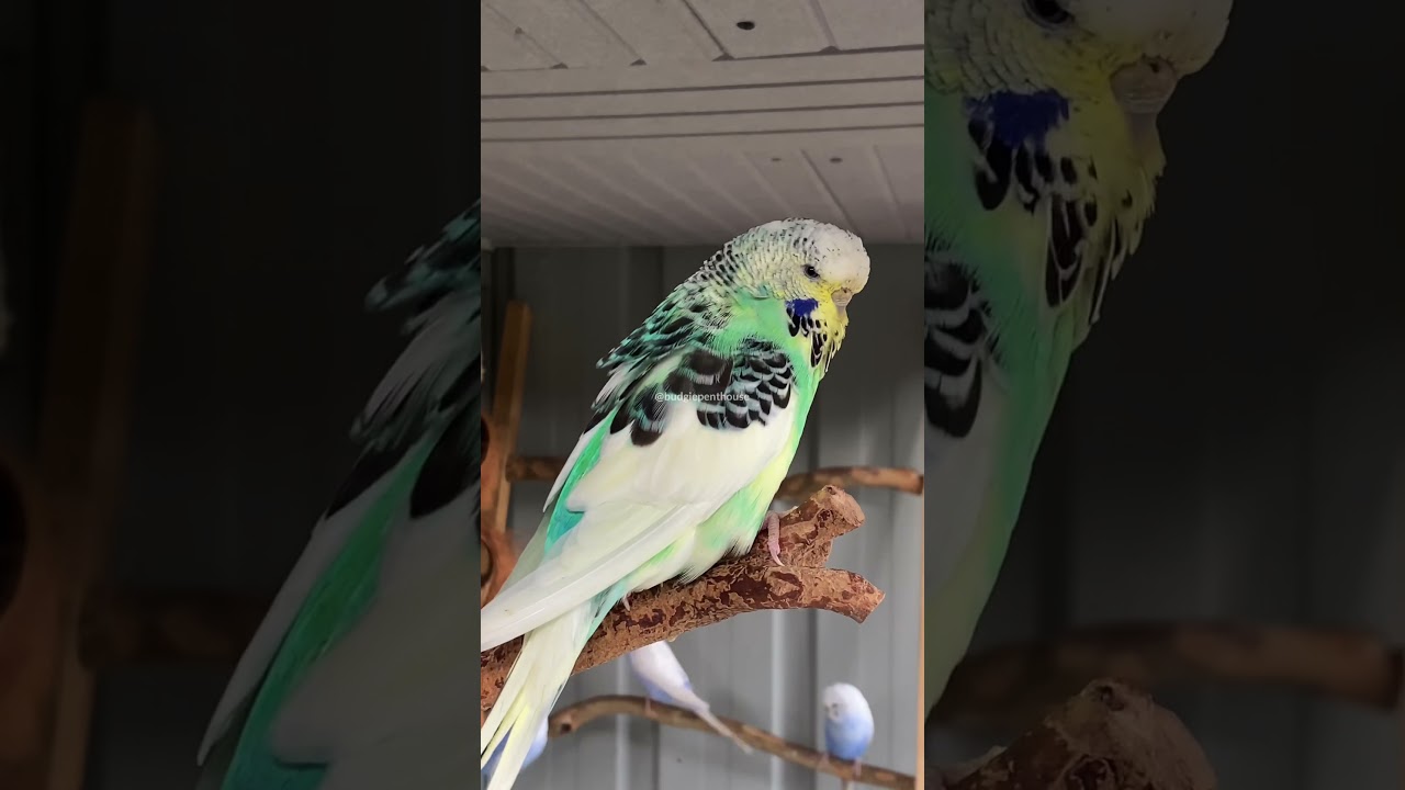 Opaline whitecap dominant pied hen