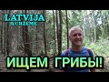 Идём за грибами! Грибы в лесу уже растут? 18.07.2023 - Латвия, регион Курляндия (возле г.Вентспилс)