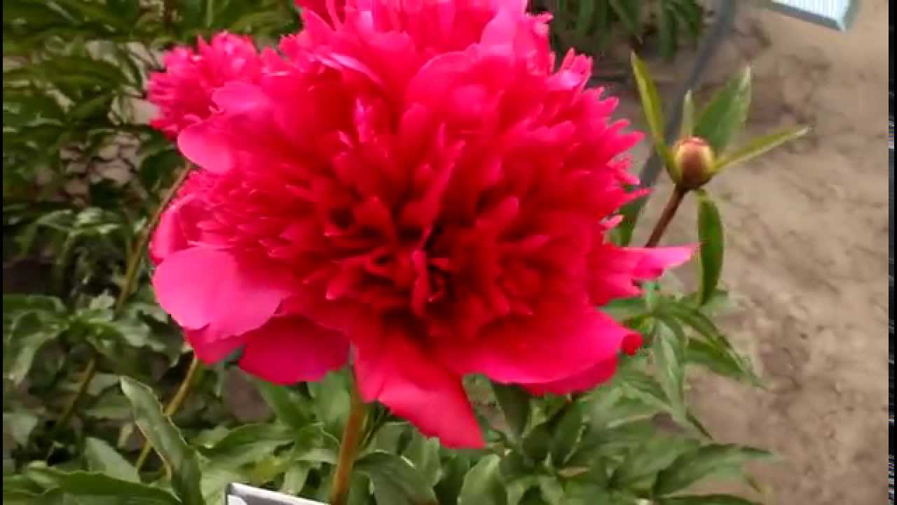Peony R2 Hybrid Many Happy Returns | R2 Flowers BV | Peonies - YouTube