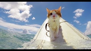 Funny Cats in Water Compilation 2016