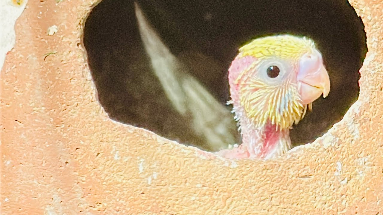 Budgies cocktail ko egg food kesai dena chiye/ indore birds farm/ 