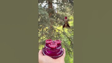 Careful young hummingbird eating from my hand