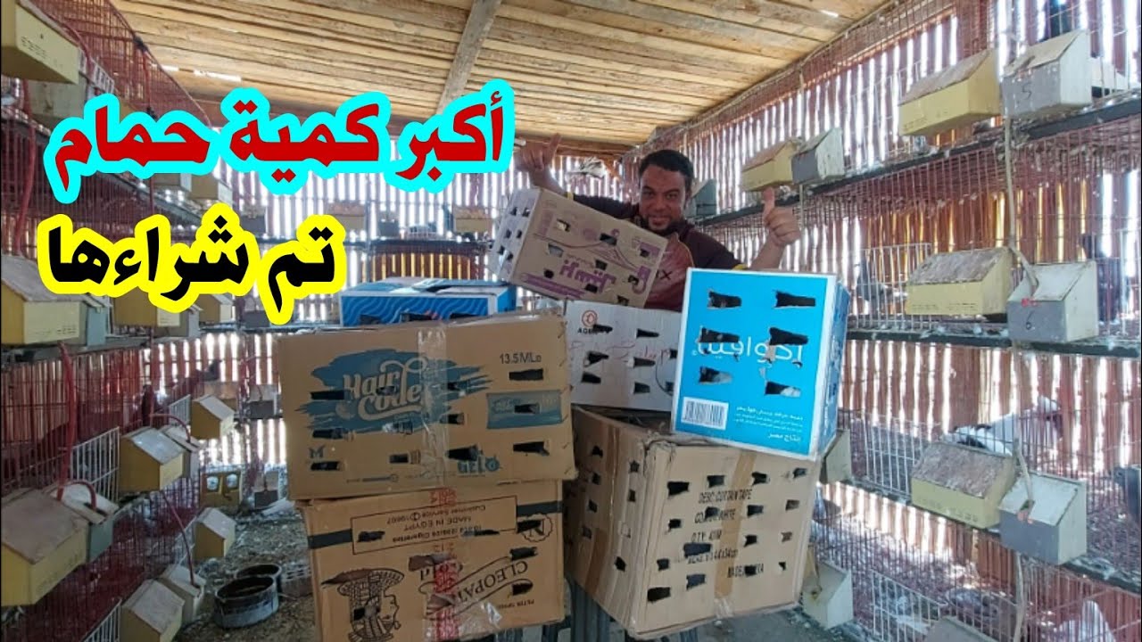 أكبر كمية حمام تم شراءها 7 كراتين أحجام كبيره أنواع مختلفه وحمام كتير