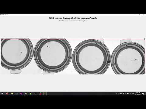 Multiple videos tracking, freely swimming