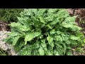 Pulmonaire de levage et de division, Pulmonaria officinalis Mp3 Song