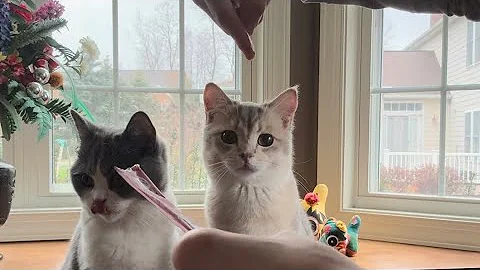 Watch the video about Smart kittens show off their tricks