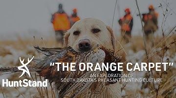 South Dakota Pheasant Hunting: It
