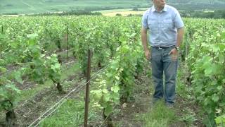 La protection intégrée en viticulture