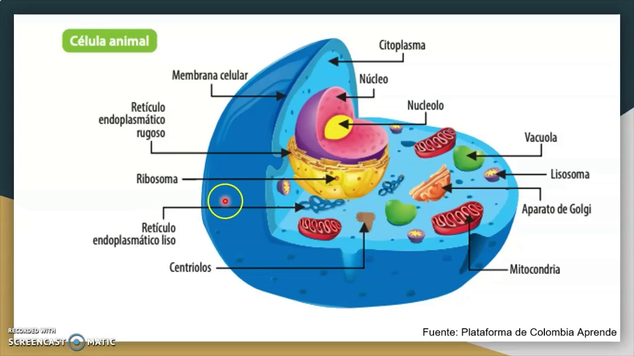 CÉLULA ANIMAL Y VEGETAL