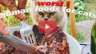 What human foods are bad for cats? 5 worst human food for cats! by Animals A2Z 266 views 3 years ago 1 minute, 42 seconds