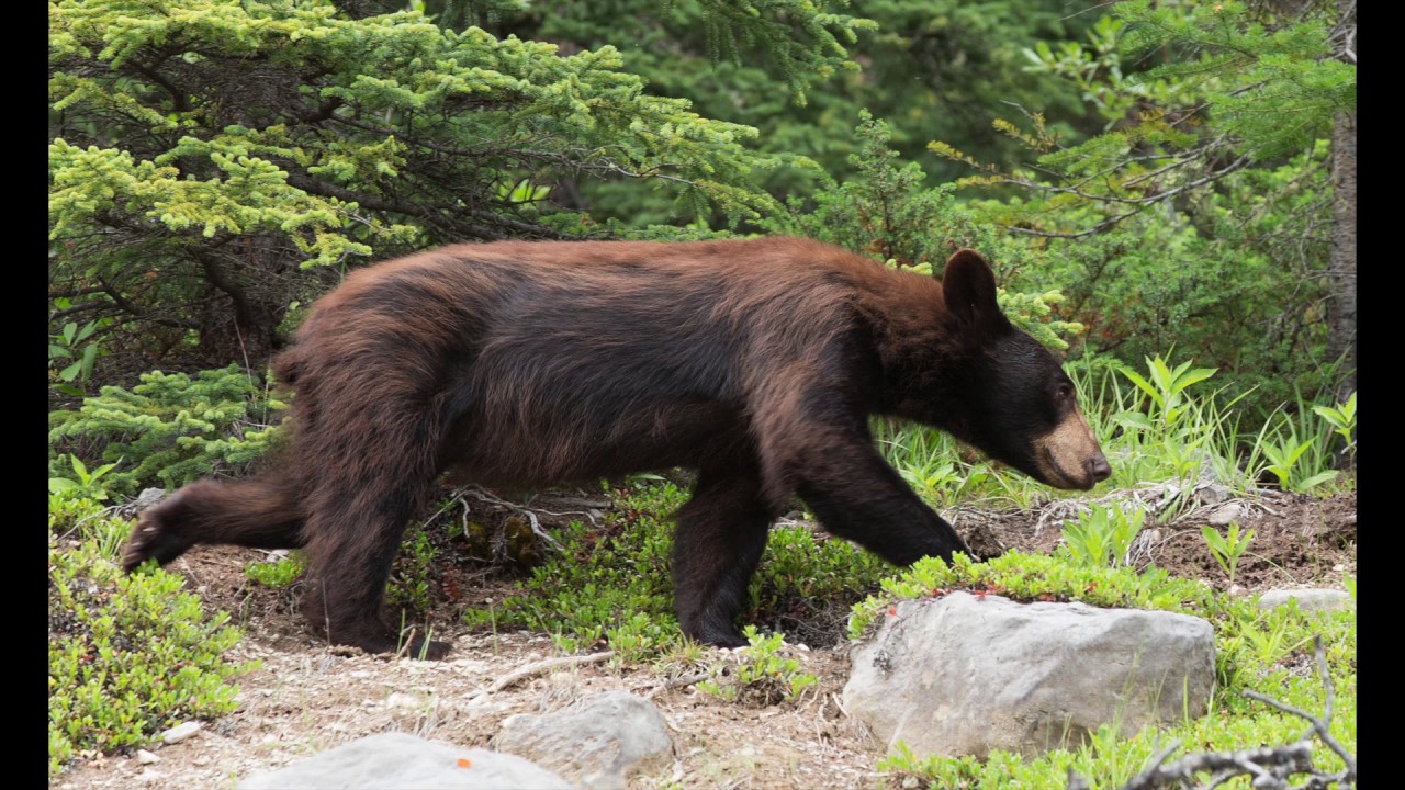 Scat Bear Spray Belt