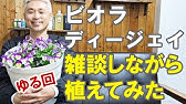 9つの違い ビオラ ディージェイは普通のビオラと何が違うの Youtube 9つの違い ビオラ ディージェイは普通のビオラと何が違うの Youtube