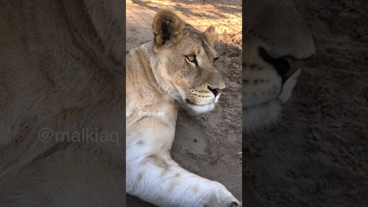 malkia park cena Malkia and Adelle / lions / queen