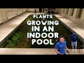 Indoor pool with plants amazing transformation