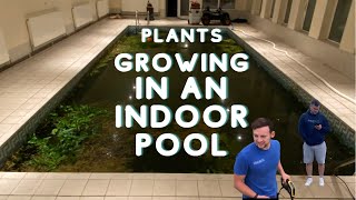 Indoor pool with plants! Amazing transformation!!