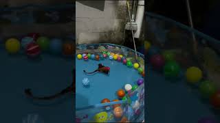 Remote Kontrol Anak Anak Ikan Pari