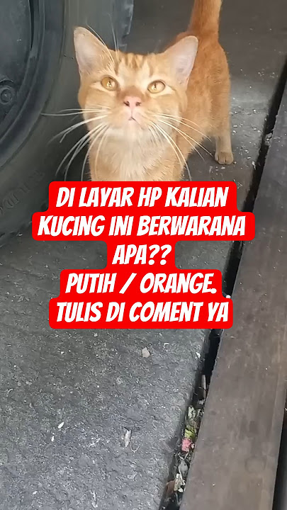 kucing lucu #cat #kucinglucu #funny #imut #shortvideo  #cute #pets #fypシ゚viral #fyp #poorcat