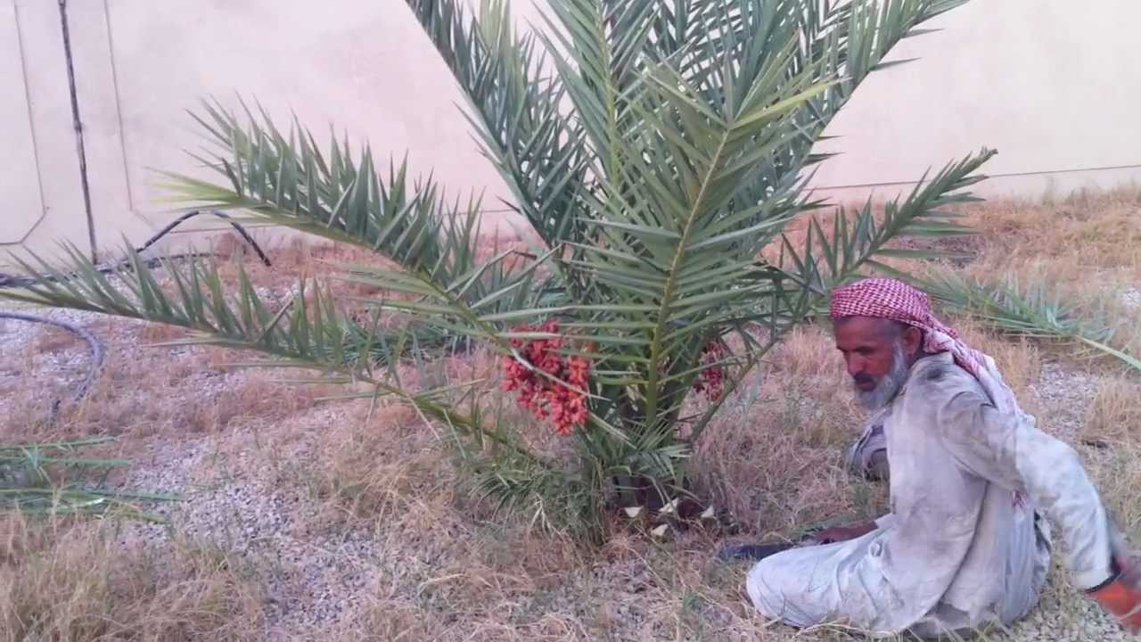 cropping the small dates tree / dates palm trees baby plants/ how to  separate date's palm offshoots